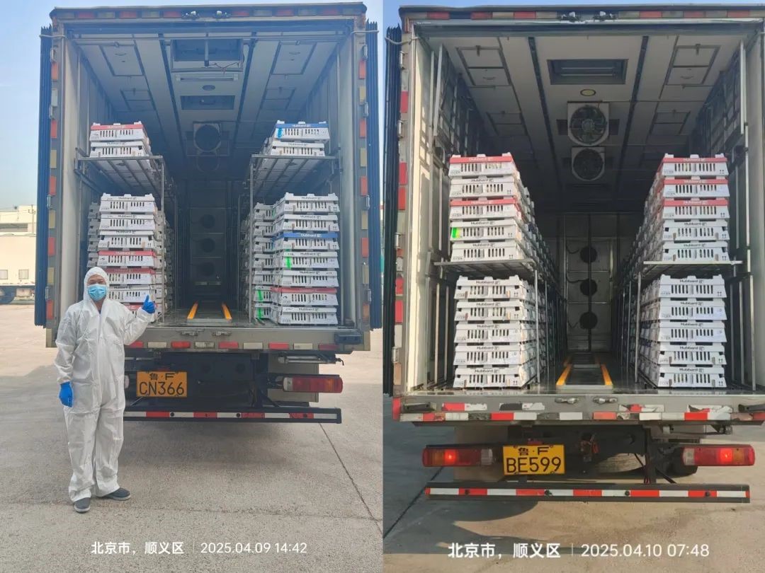 【引种】引种前锋肩负起保险粮食安全的沉任——南宫NG28股份第三批祖代鸡顺利引进