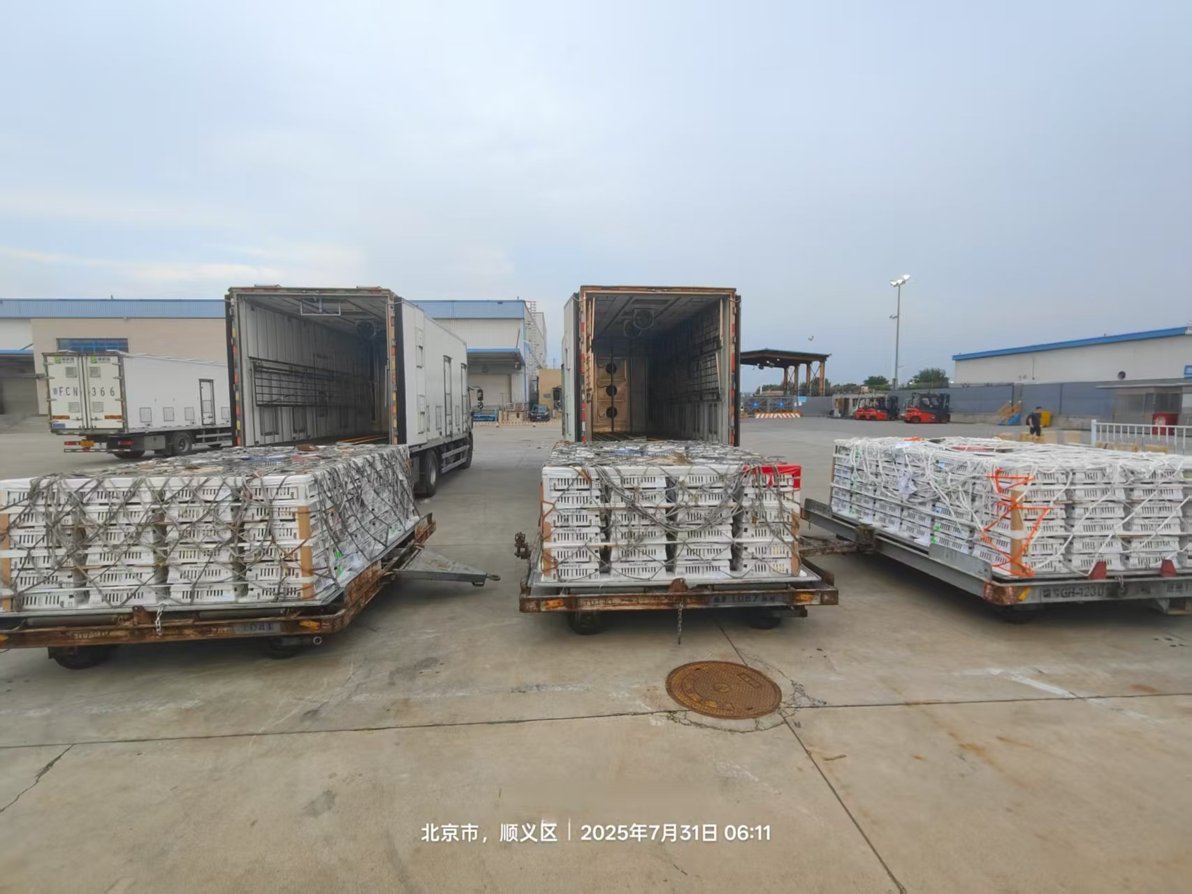 【新闻】南宫NG28股份7月第三批1.3万套祖代种鸡顺利入场，年度引种突破13.2万套